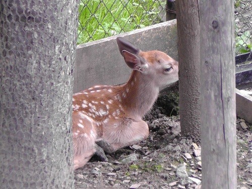 8月31日　旭山動物園　閉園時間近くの子ジカ