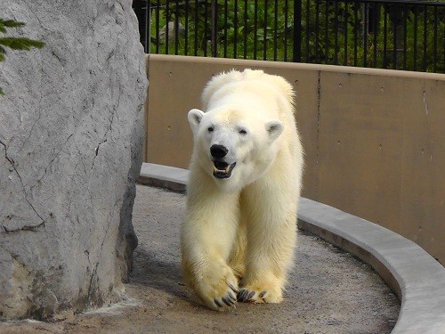 ８月３１日　旭山動物園　ホッキョクグマ　歩くルルとピリカ