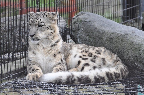 ８月２６日　旭山動物園　ユキヒョウ