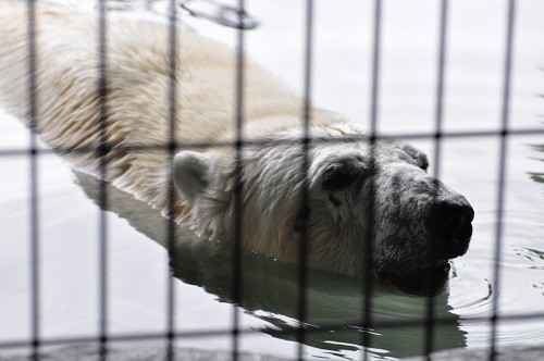 ８月２６日　旭山動物園　ホッキョクグマのウォーキング　プールのルル