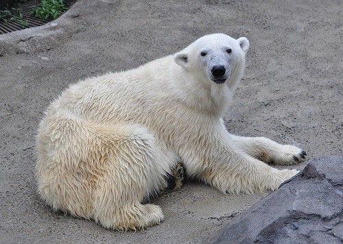 ８月２６日　旭山動物園　ホッキョクグマ　サツキ