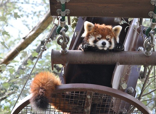 ８月２６日　旭山動物園　レッサーパンダのノノ