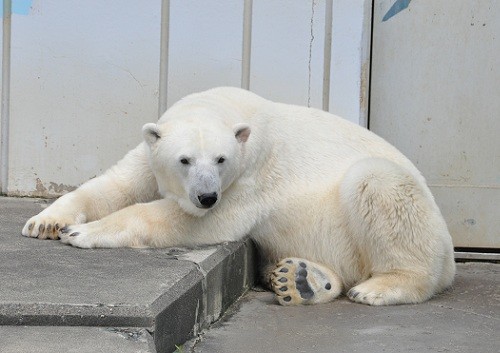 ９月１０日　釧路市動物園　ホッキョクグマ　ツヨシ１