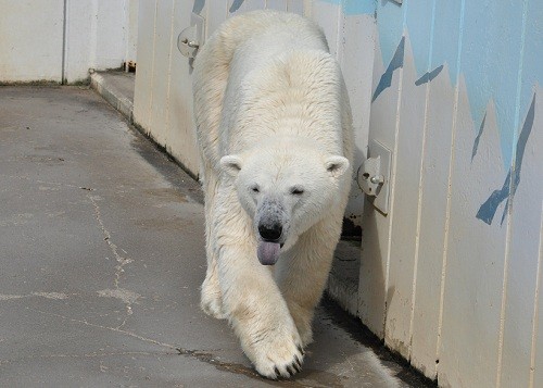 ９月１０日　釧路市動物園　ホッキョクグマ　ツヨシ２