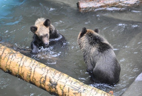 ９月１２日　旭山動物園　エゾヒグマ