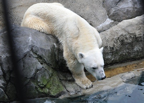 ９月１２日　旭山動物園　ホッキョクグマ