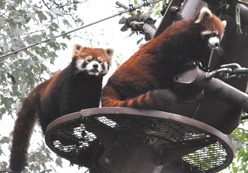 ９月１２日　旭山動物園　レッサーパンダ