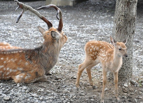 ９月１２日　旭山動物園　エゾシカ