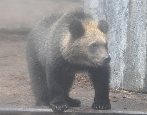 ９月１２日　旭山動物園　エゾヒグマ・・・ソワソワ