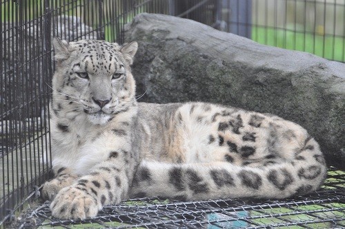 ９月１２日　旭山動物園　ユキヒョウ