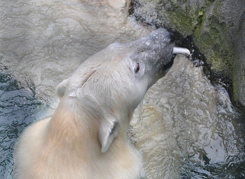 １０月７日　旭山動物園　ホッキョクグマ　裏もぐもぐ？