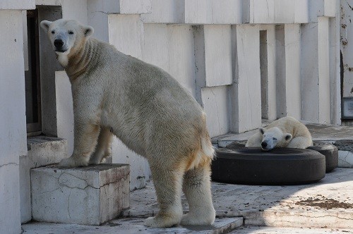 １０月９日　円山動物園　ホッキョクグマのララ親子