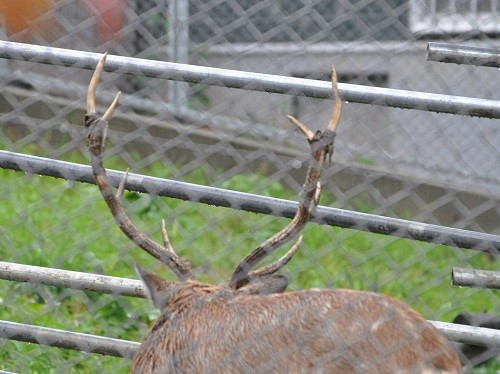 １０月７日　旭山動物園　エゾシカのオスたち