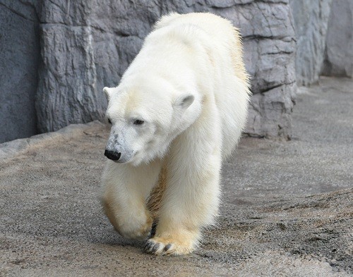 １０月７日　旭山動物園　朝のほっきょくぐま館