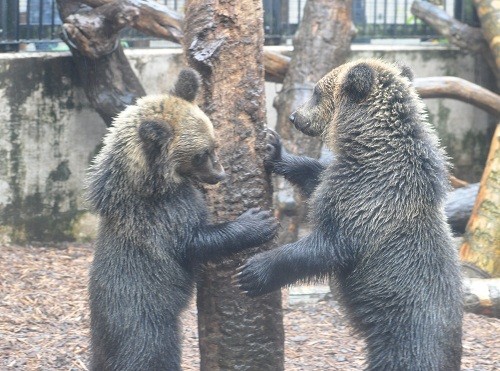 １０月７日　旭山動物園　エゾヒグマのとんこ親子