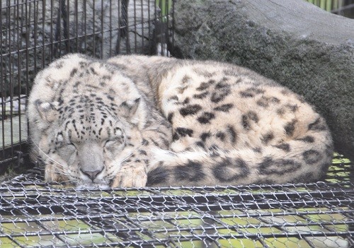 １０月７日　旭山動物園　朝のもうじゅう館