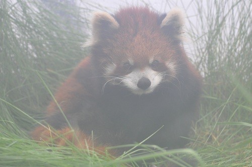 １０月７日　旭山動物園　レッサーパンダの朝