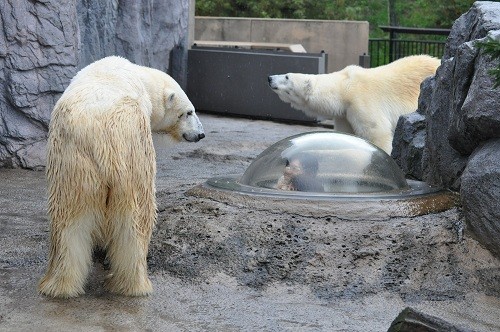 １０月７日　旭山動物園　諦めきれない２頭