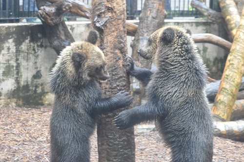 １０月７日　旭山動物園　エゾヒグマ　遊ぶ子グマとのんびりくまぞう