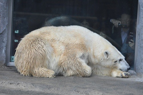 １０月７日　旭山動物園　ホッキョクグマ　お昼過ぎ