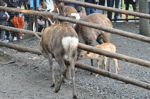 １０月７日　旭山動物園　エゾシカのもぐもぐタイムの前後