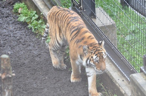 １０月７日　旭山動物園　アムールトラ　のん