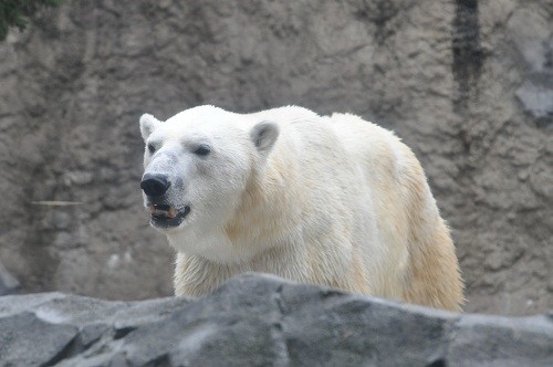 １０月７日　旭山動物園　サツキの帰宅とイワンの出勤　もぐもぐタイム