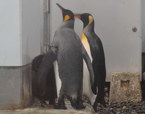 １０月７日　旭山動物園　キングペンギンのヒナ