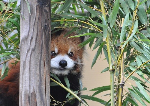 １０月７日　旭山動物園　レッサーパンダのチャオチャオ(朝朝)