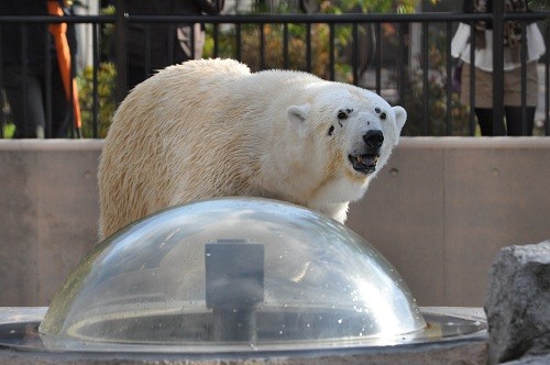 １０月１６日　旭山動物園　ホッキョクグマ　裏もぐ