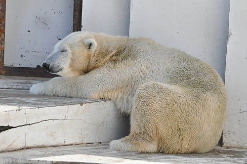 １０月９日　円山動物園　ホッキョクグマのアイラ１