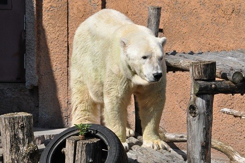 １０月９日　円山動物園　ホッキョクグマのデナリとキャンディ