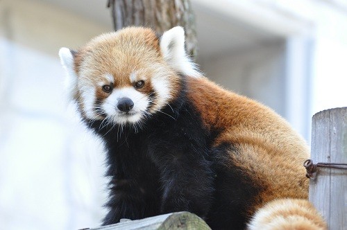 １０月９日　円山動物園　レッサーパンダ