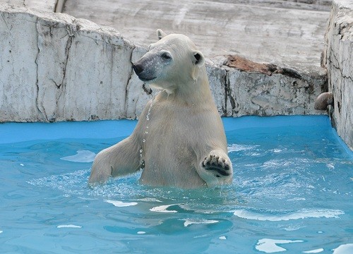 １０月９日　円山動物園　ホッキョクグマ　プールで遊ぶアイラ