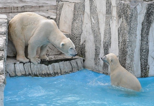 １０月９日　円山動物園　ホッキョクグマ　ララとアイラのプール遊び