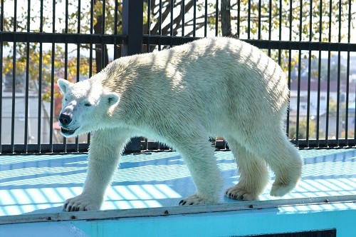 １０月２０日　おびひろ動物園　イコロのお食事