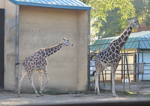 １０月２０日　おびひろ動物園　アミメキリン