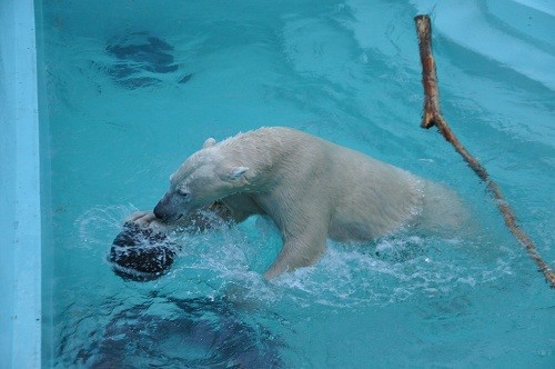 １０月２０日　おびひろ動物園　閉園時間直前のイコロ