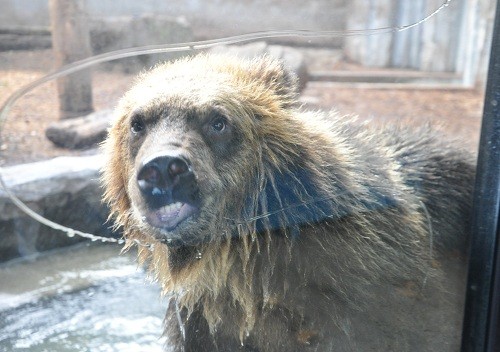 １０月１１日　旭山動物園　エゾヒグマの朝