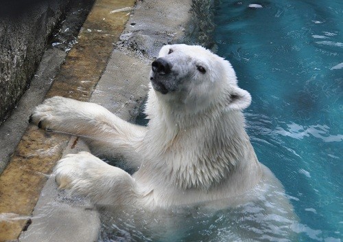 １０月１１日　旭山動物園　もぐもぐタイム中・・・その裏側では？