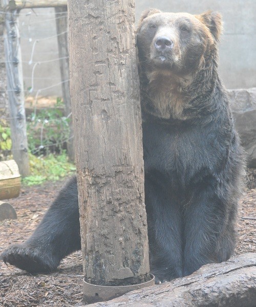 １０月１１日　旭山動物園　エゾヒグマ　くまぞう