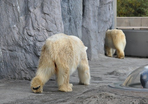 １０月１１日　旭山動物園　午後からのルルとピリカ