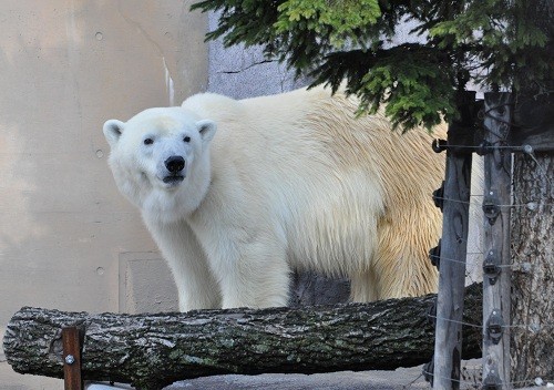 １０月１３日　旭山動物園　ホッキョクグマ　ピリカ