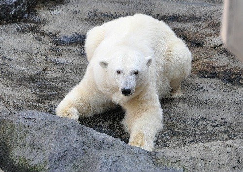 １０月２８日　旭山動物園　ホッキョクグマ　サツキの背泳ぎ？