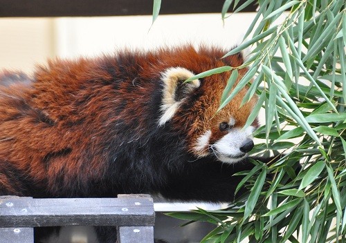 １０月１３日　旭山動物園　レッサーパンダ　娘娘の移動