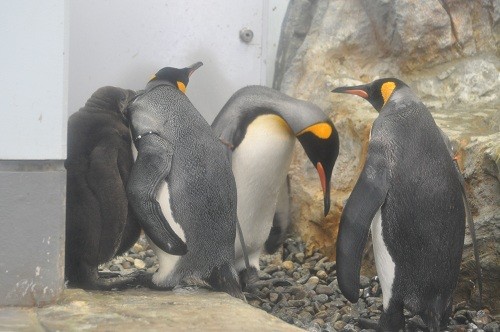 １０月１３日　旭山動物園　キングペンギンのヒナ