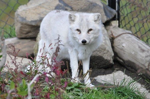 １０月１３日　旭山動物園　ホッキョクギツネとお隣さん