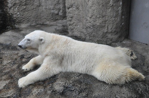 １０月１６日　旭山動物園　ホッキョクグマ　サツキ　ルル　ピリカ