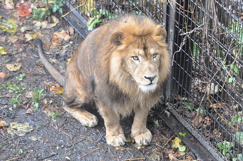 １０月１６日　旭山動物園　ライオンとアムールトラ