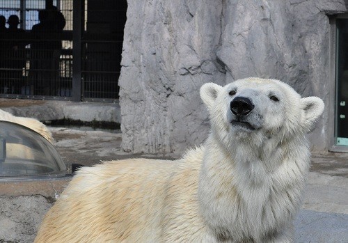 １１月３日　旭山動物園　飼育係さん風の男性を追うピリカ